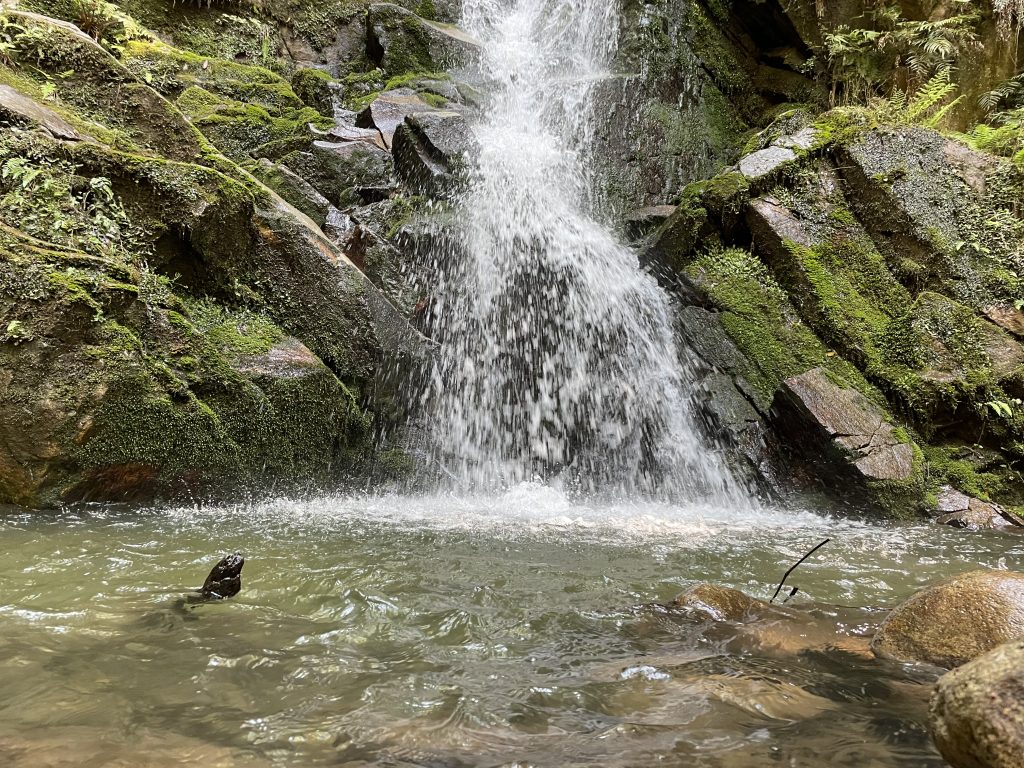 鶯の滝1