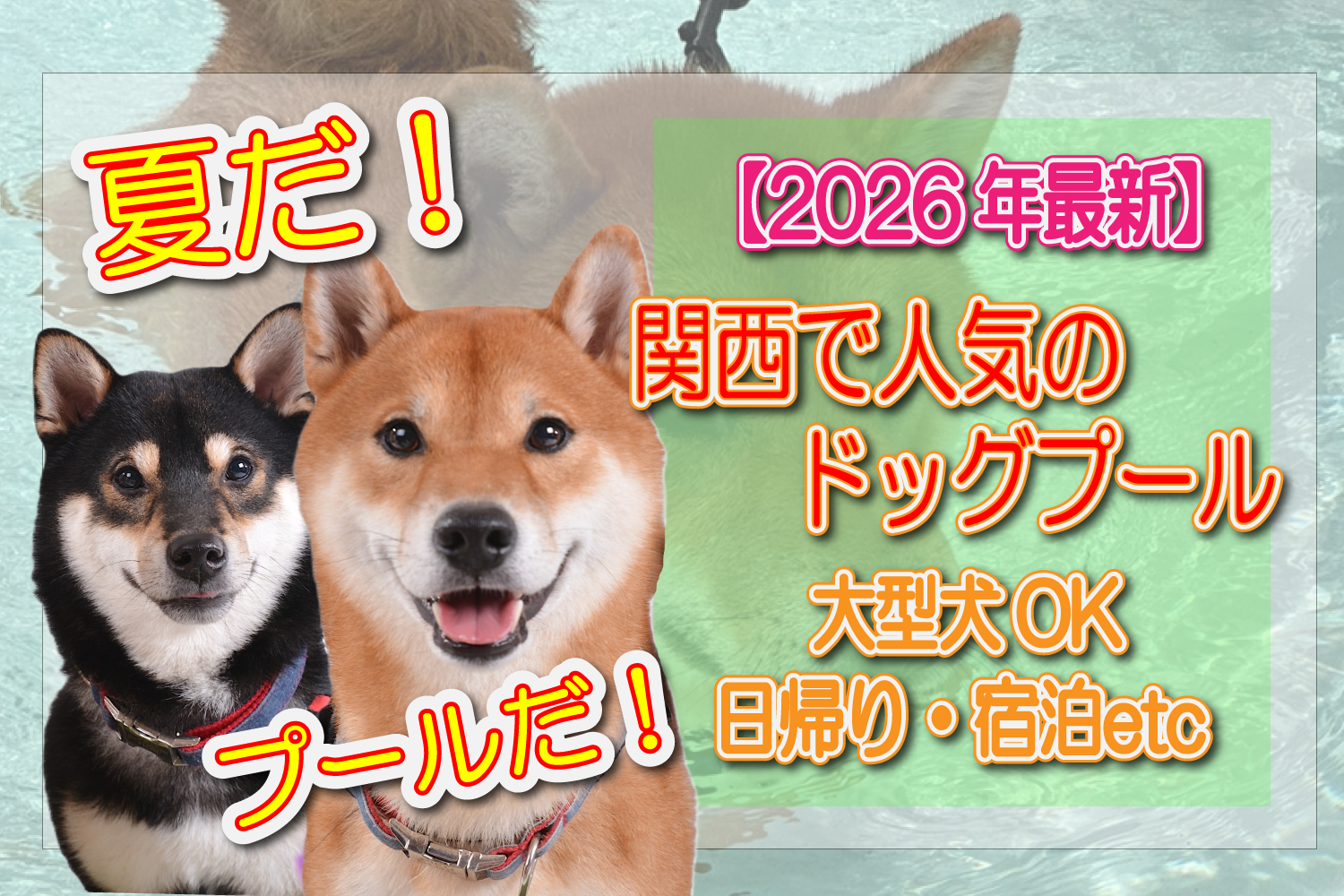 関西　ドッグプール　人気