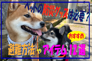 ペットの防災グッズは必要？避難方法やおすすめアイテム12選を紹介