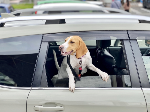 犬 旅行 車・電車・飛行機