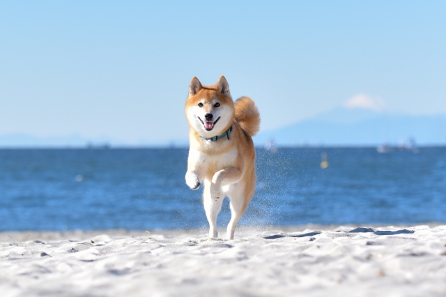 犬連れ 旅行 シーン別