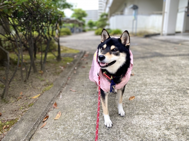 犬連れ 旅行 雨