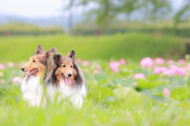 犬 写真撮影
