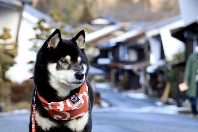 犬連れ旅行で失敗