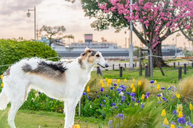 犬連れ　旅行