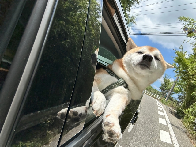 犬連れ 旅行 移動の実用ノウハウ