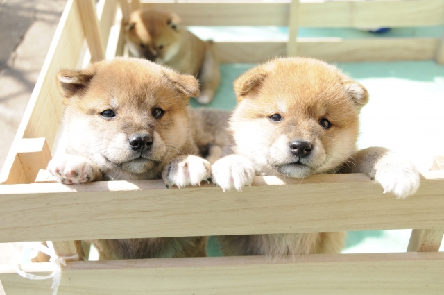 犬連れ旅行 仔犬