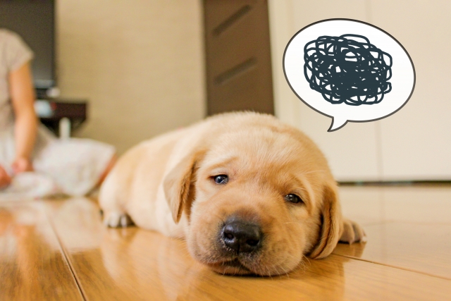 犬 体調不良