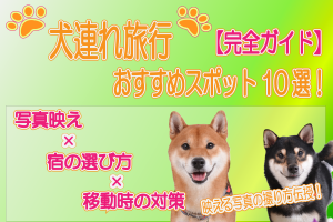 犬連れ旅行おすすめガイド｜写真映え×犬と泊まれる宿×移動の完全対策