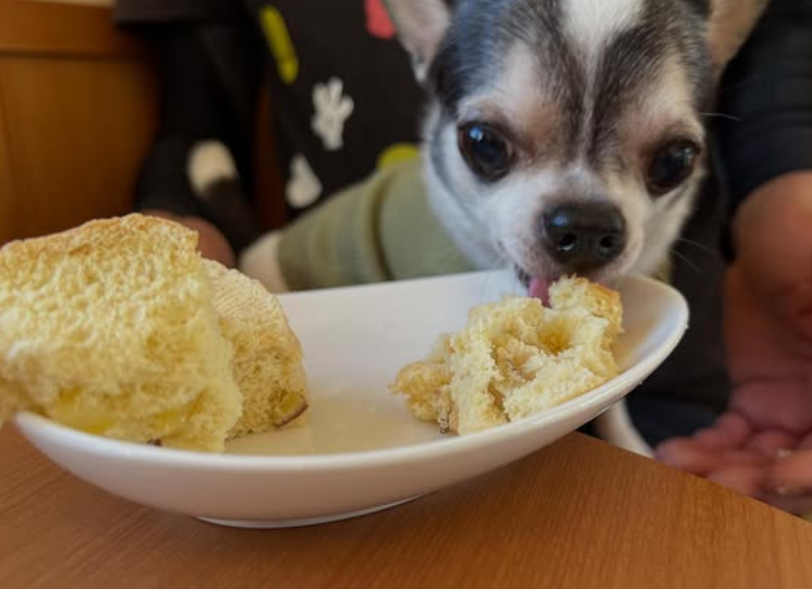 ドンソレイユ那智勝浦店（ワンガーデン）