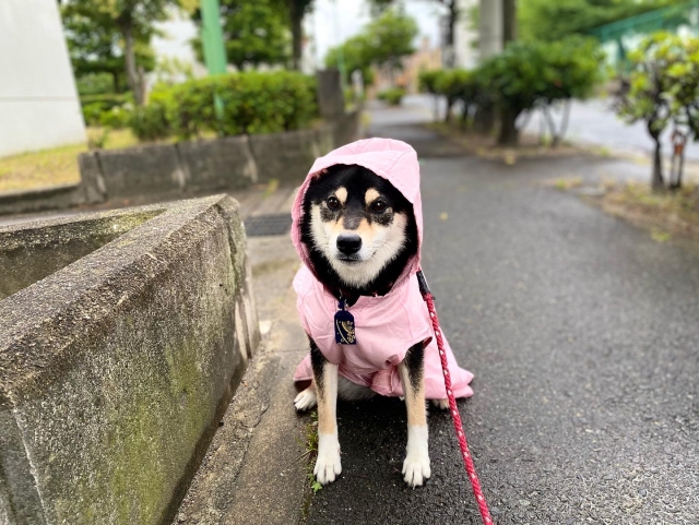 犬 雨の日