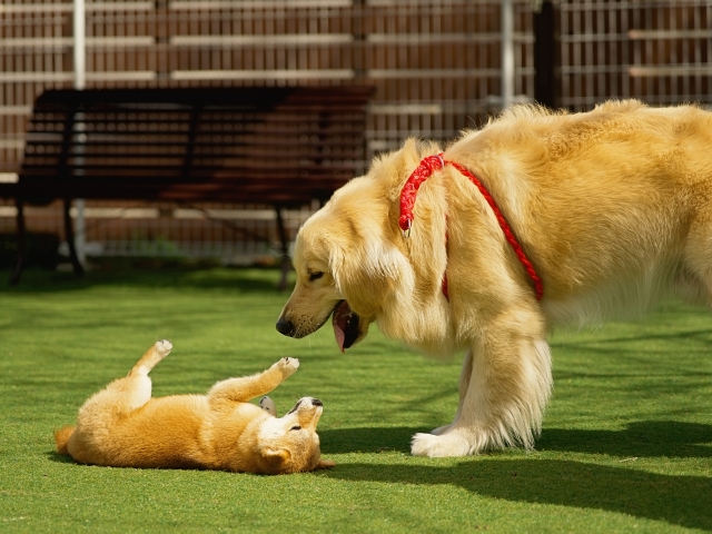 大型犬