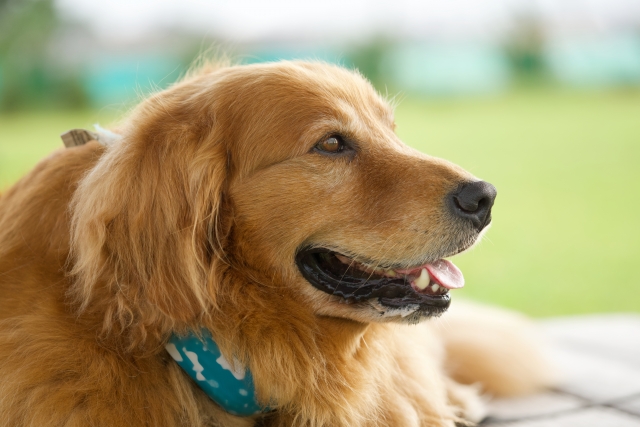 大型犬