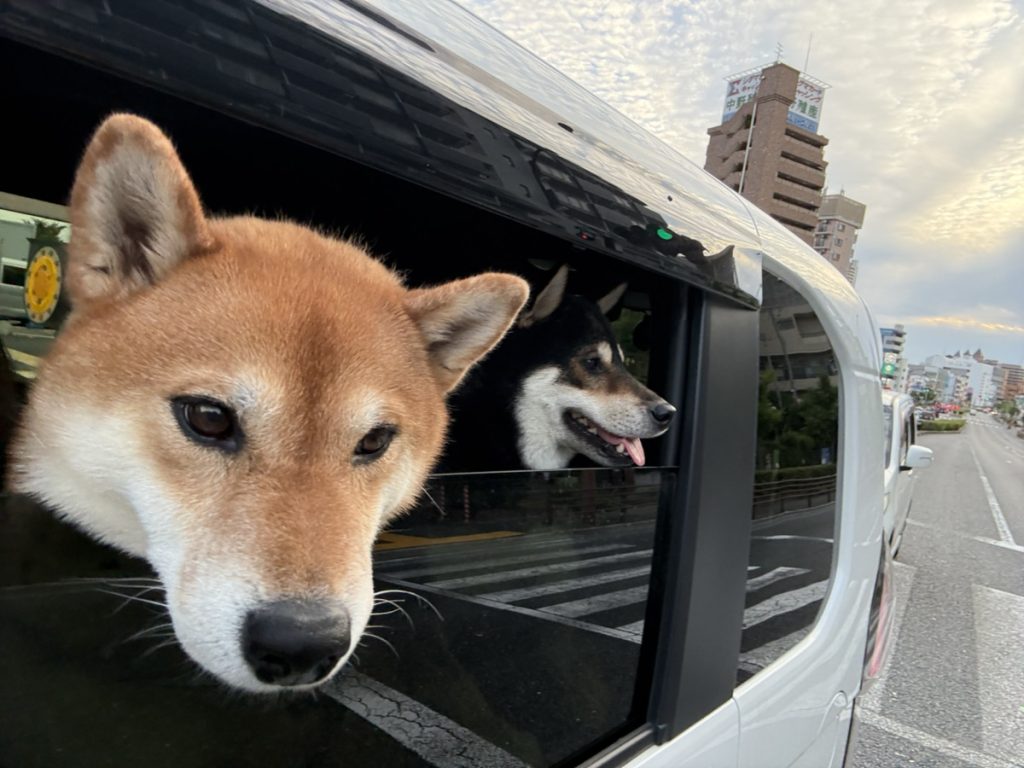 車　犬