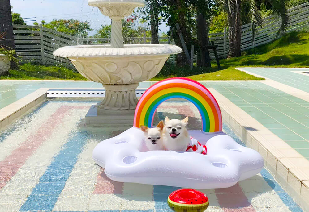 KARIKO RESORT DOG PARK