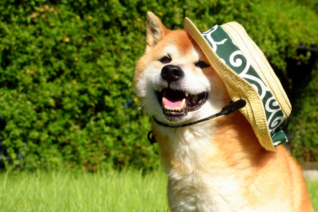 犬 熱中症対策