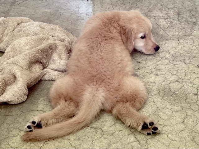 犬 熱中症対策