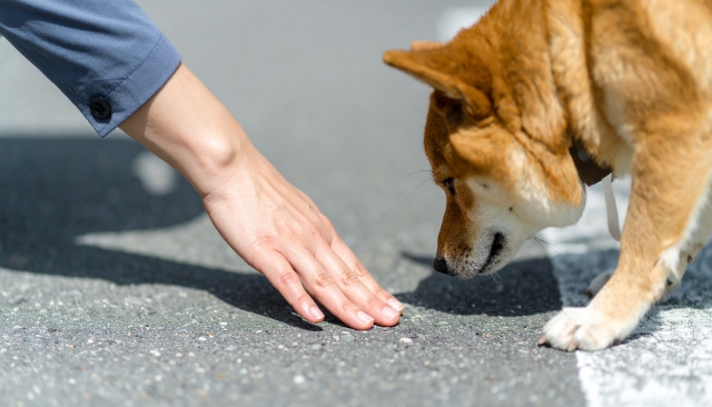 犬 熱中症対策
