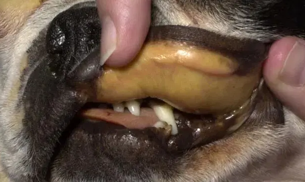 犬のレプトスプラ症による歯茎の黄疸